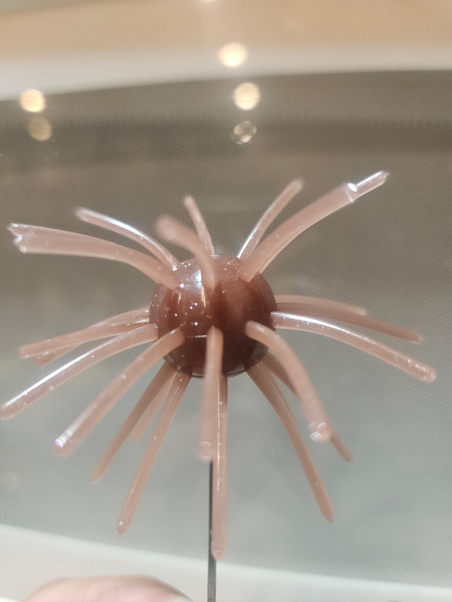 Sakana Urchins