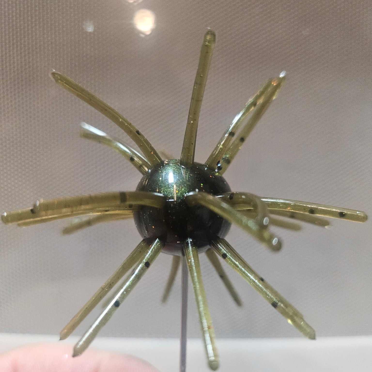 Green Pumpkin Urchin
