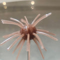 Ox Blood Urchin