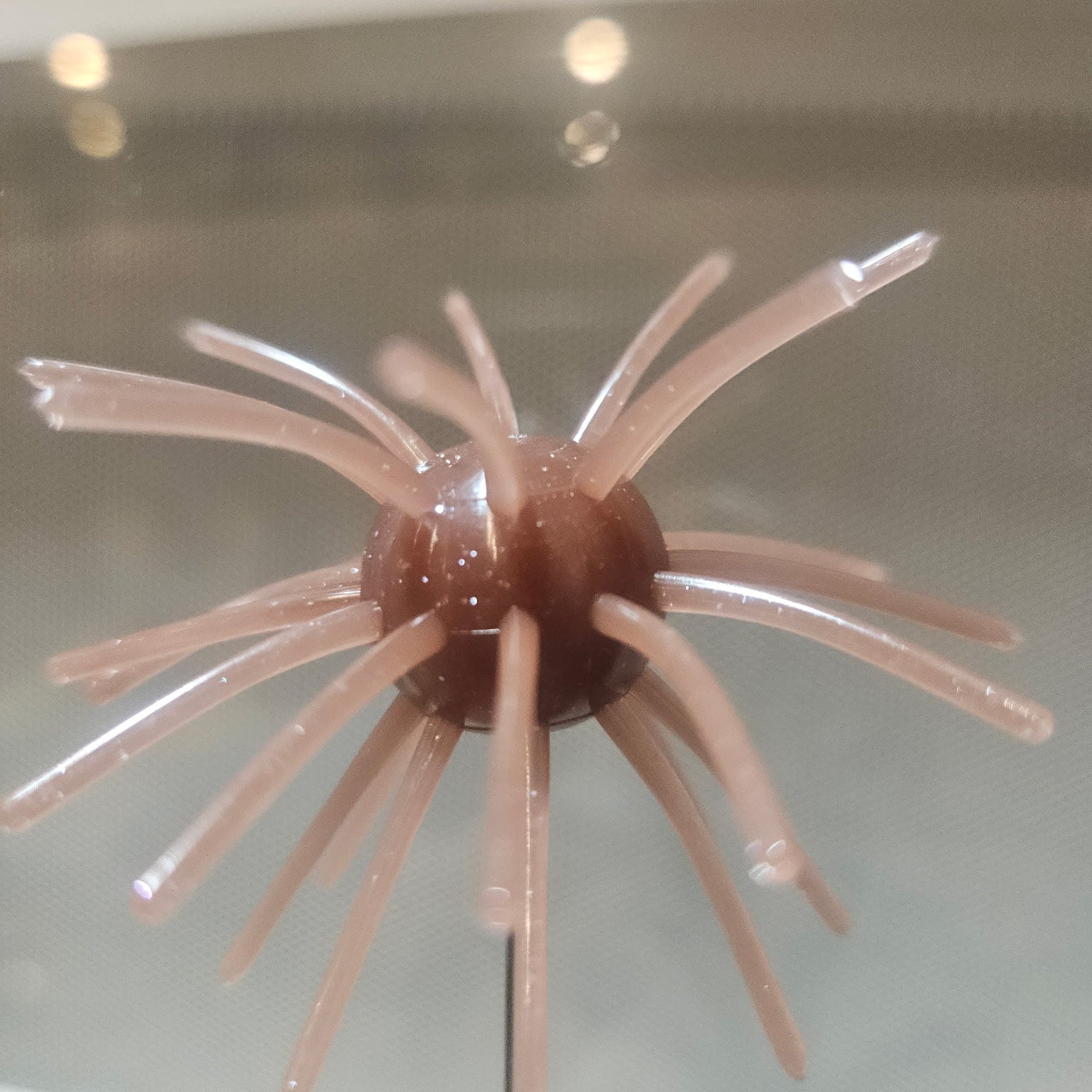 Ox Blood Urchin