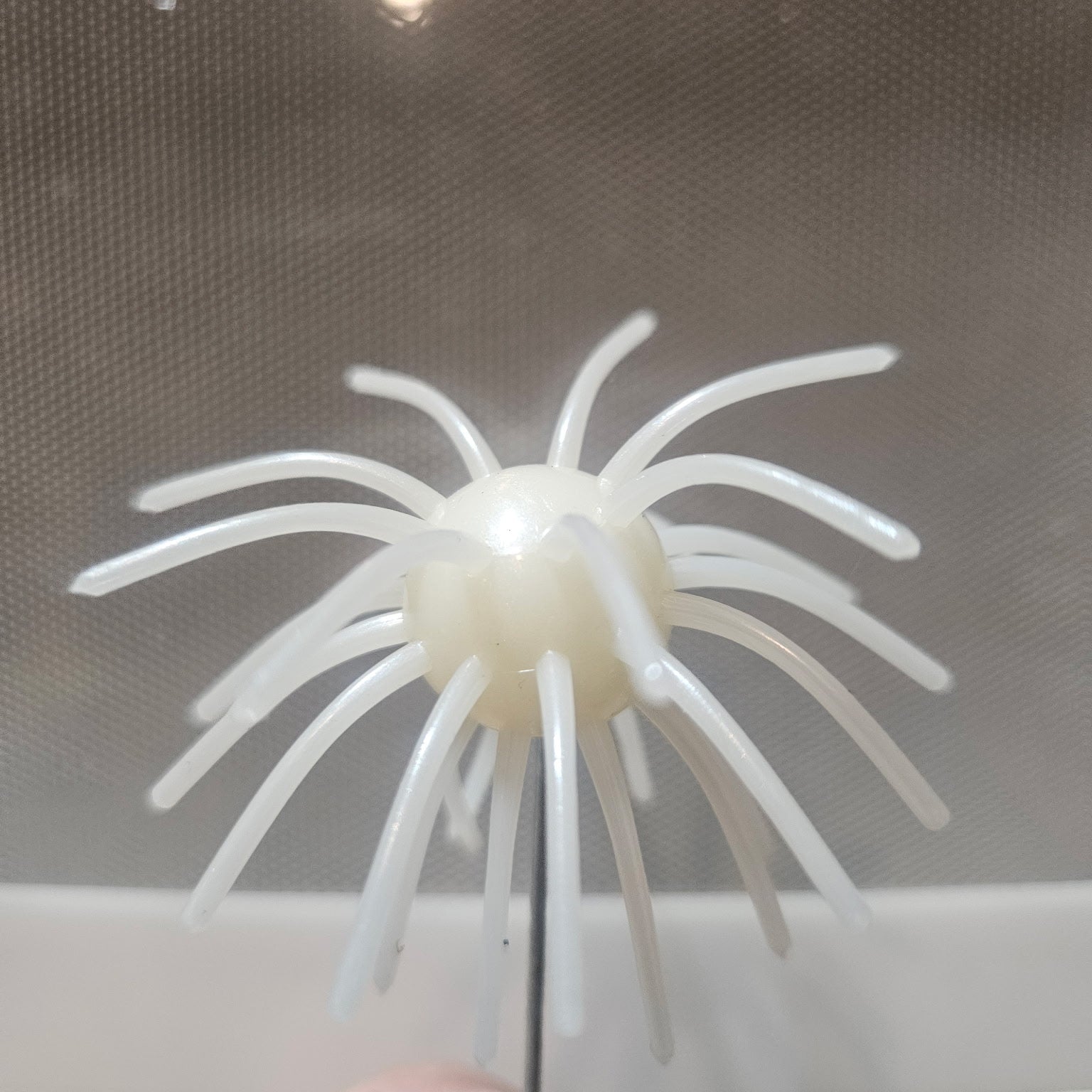 Pearl Urchin