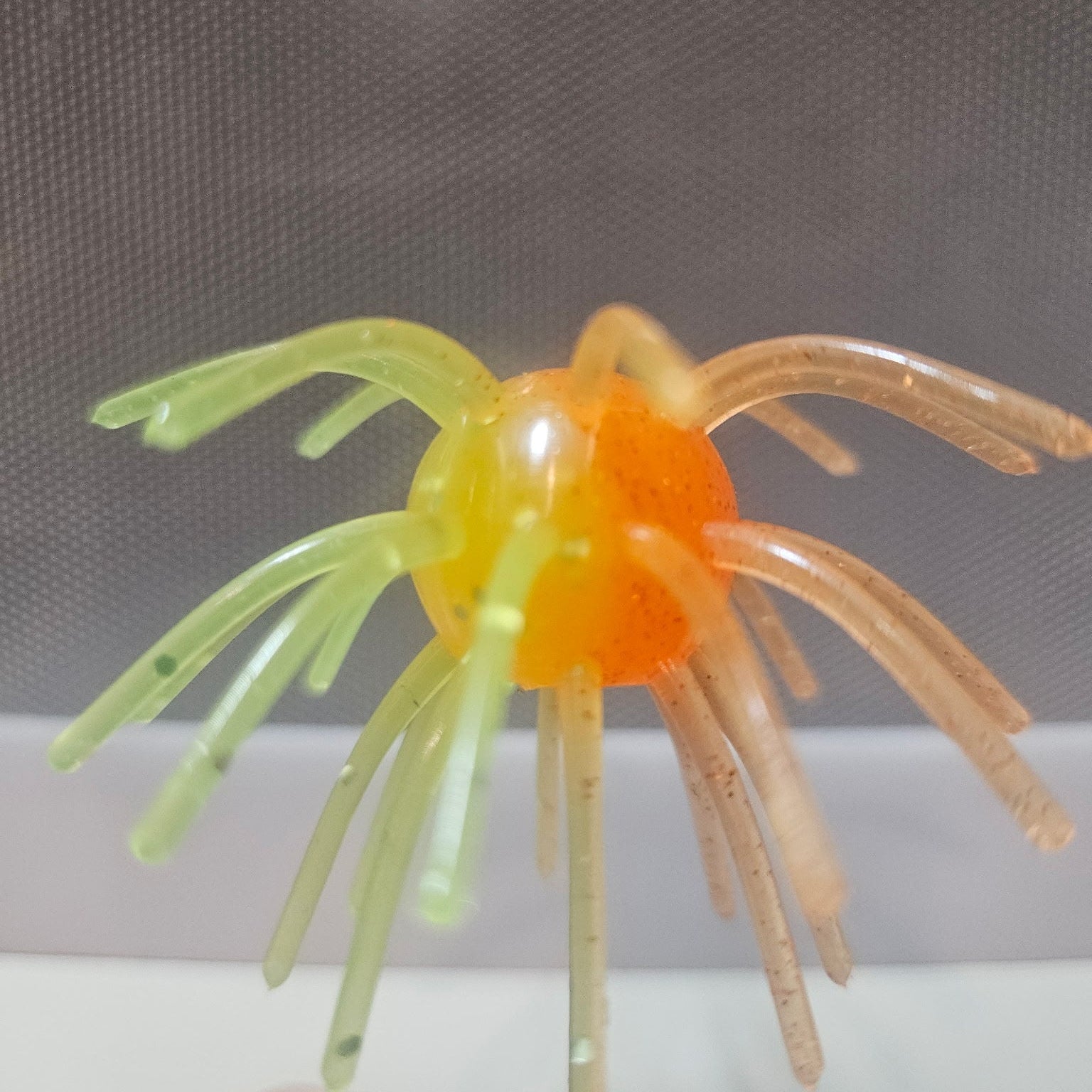 Sunburst Urchin